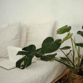 5 گیاه مخصوص اتاق خواب برای تجربه یک خواب عمیق